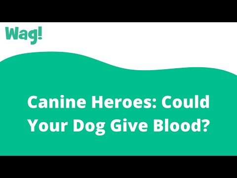 Canine Heroes: Could Your Dog Give Blood? | Wag!