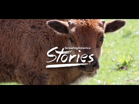 Stories - Where the Buffalo Roam