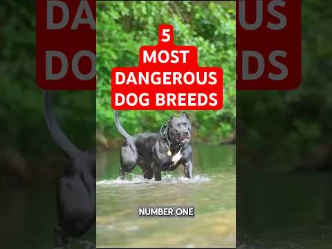 Top 5 Most Dangerous Dog Breeds #dog