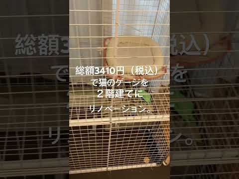 総額3410円（税込）で猫のゲージを２階建てにリノベーション。♯ひとり暮らし♯猫との暮らし♯猫と生きる♯猫♯ゲージ♯リノベーション♯長崎♯ダイソー #保護猫 #ひとり暮らし #猫のいる暮らし#apt.