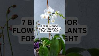 7 Best Indoor Flowering Plants For Low Light #shorts #indoorplants #flowers