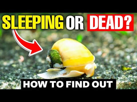 How To Tell If A Snail Is Dead (Or Is It Just Sleeping?)