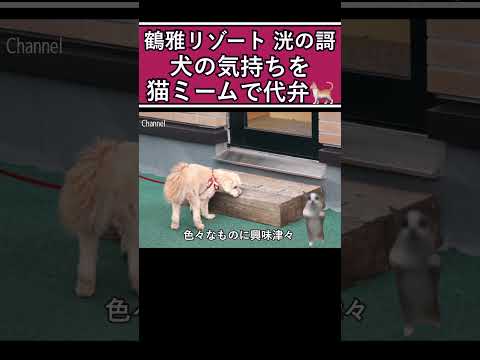 【鶴雅リゾート 洸の謌】ドッグランで戯れ #洞爺湖 #ドッグラン #猫ミーム