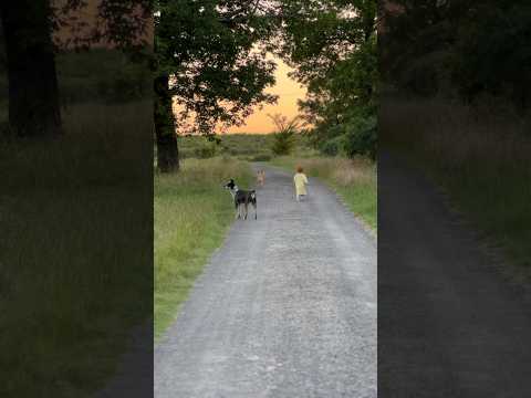 Evening farm walks. Ila runs, mom and I walk 😅🥰 @UniontownCountryFarm