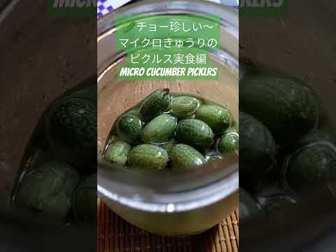 🥒独特の食感❤️ #shorts チョー珍しい〜#きゅうり  メロン・#マイクロきゅうり の#ピクルス  実食編micro #cucumber #pickles