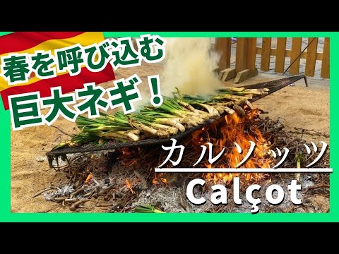 スペイン【春の巨大ネギ】カルソッツ祭り Calcot