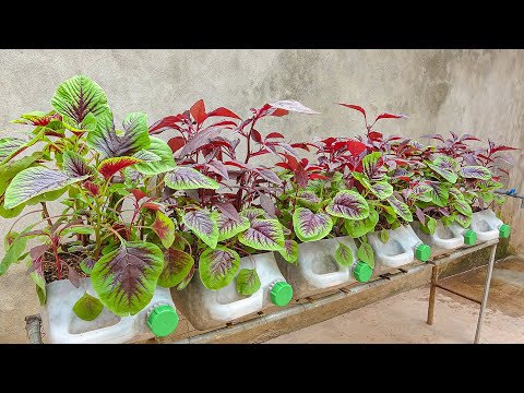 Grow vegetables in old discarded plastic containers to provide for the whole family