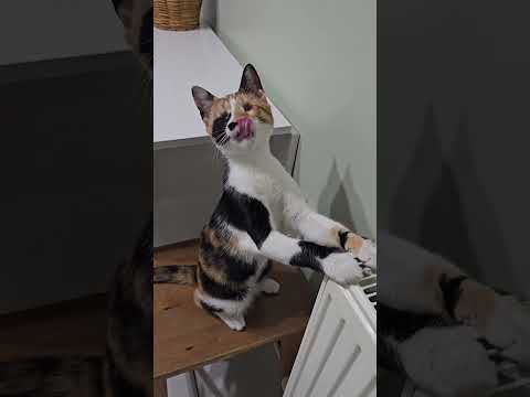 How can a blind kitten with no eyes be so mischievous?