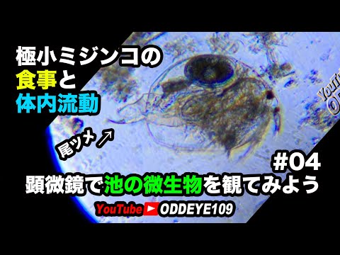 極小シカクミジンコ? 消化管の流動と尾の動き 顕微鏡で池の微生物を観てみよう04