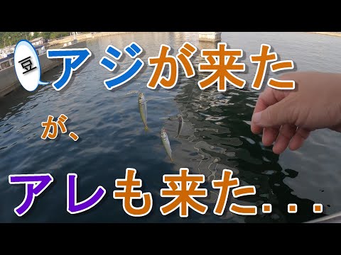 アジを沢山釣りたい