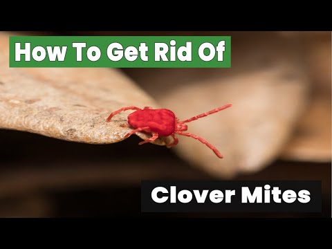 How to Get Rid of Clover Mites Fast: Top Tips Revealed