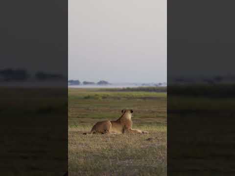 Lioness birdwatching - Chobe National Park, Botswana #lion #birdwatching #wildlife