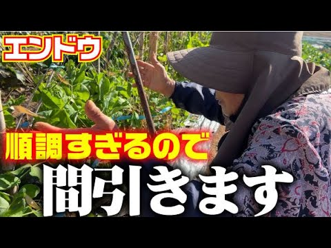 【実はたくさん取れても・・・】脇芽もありすぎると問題です【ウスイエンドウ】【スナップエンドウ】【絹サヤ】