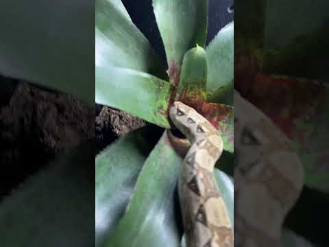 snake explores hole (It's not a hole)