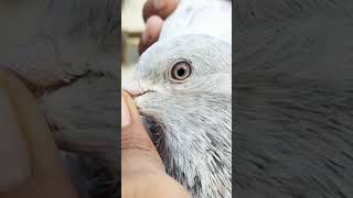 Pigeon Eye 👁️ Closeup | Pigeon 🕊️🇵🇰 Eye | Racing Pigeon Eyes |