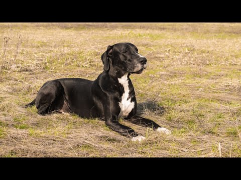 The Great Dane A Majestic and Gentle Giant