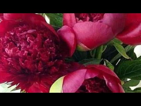 Доброе утро💐💐💐хорошего настроения на весь день🌹🌹🌹