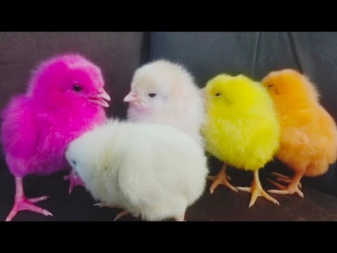 World Beautiful Chicks - Cute Chicken Chicks - Razi Ali Vlogs