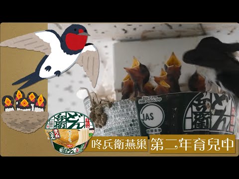 【九州鹿兒島】愛心咚兵衛燕巢 第二年努力育兒中 純字幕版