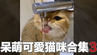 【貓咪合輯】超好笑超可愛的小貓合集3，心都融化了！ | Funny Animal Memes