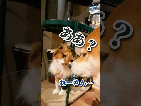 さみしい犬と猫 #犬猫アテレコ #柴犬スティーブ