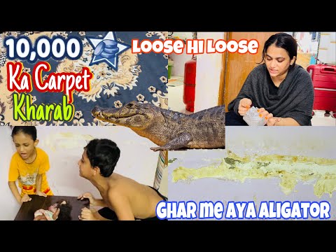 10000K Carpet Ka Huwa Nuksan| 🐊Aligator A gaya Ghar Main|Nukan Hi Nuksan ho gaya 😓