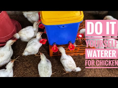 Paanu gumawa ng Automatic Drinker/Waterer para sa mga Manok