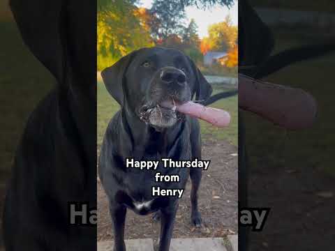 Happy Thursday from Henry! #labrador #blacklab #blacklabpuppy #lablove