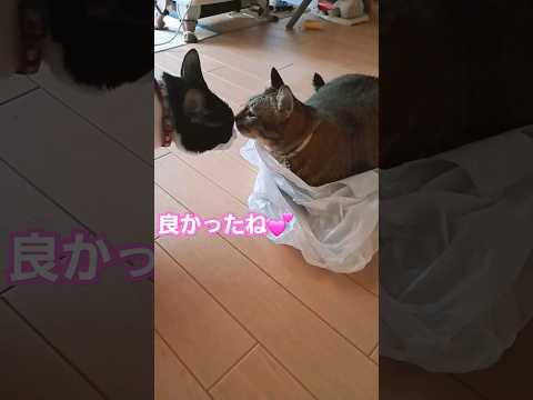 ふとっちょ🐈️のSOS抜けなくなっちゃった💦#shorts#キジ猫#cat