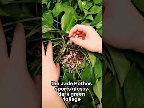 5 most popular Pothos plant varieties