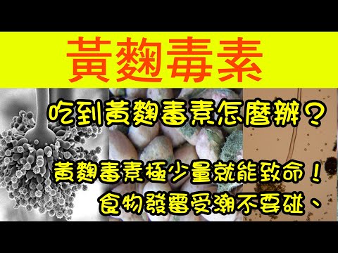 吃到黃麴毒素怎麼辦？#黃麴毒素極少量就能致命！#食物發霉受潮不要碰、參考資料：衛生福利部食品藥物管理署