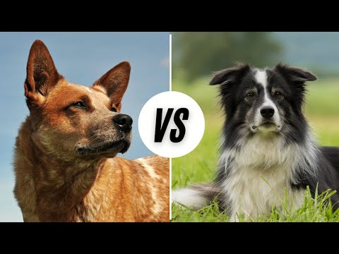 Australian Cattle Dog vs. The Border Collie - Which Is Better?