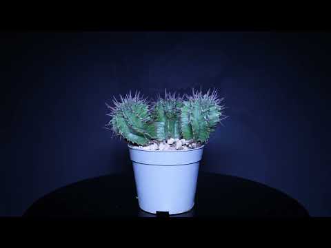 Footage: Kakten Euphorbia horrida