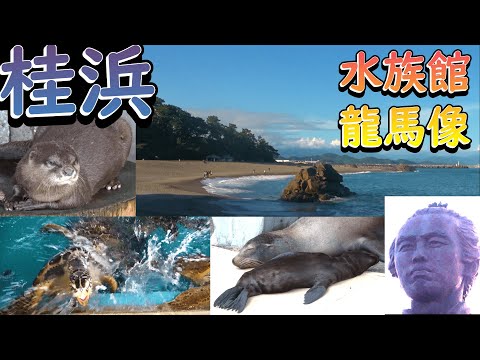 【四国九州旅➇】高知名所・桂浜【教科書から消える！？坂本龍馬…・暴走ウミガメ・生まれたてアシカ】