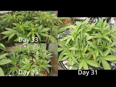 How I Grow! -S1E6- Defoliation, LST, and Lolipopping