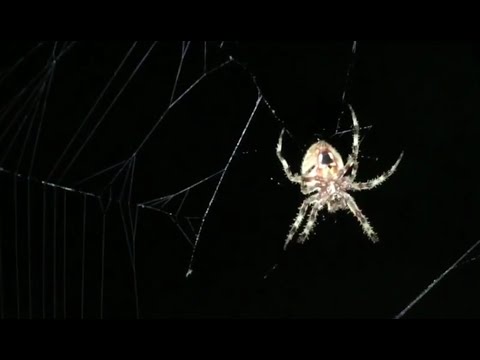 Western Spotted Orbweaver