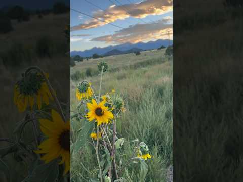 Today on the Homestead: Picking Flowers at Sunset | Colorado Mountain Views #shorts