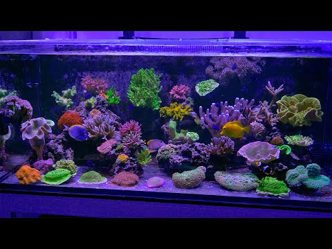 How to Keep Several Tangs in the Same Aquarium