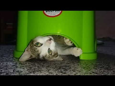 Playful cat hides under the stool 😆😅😃