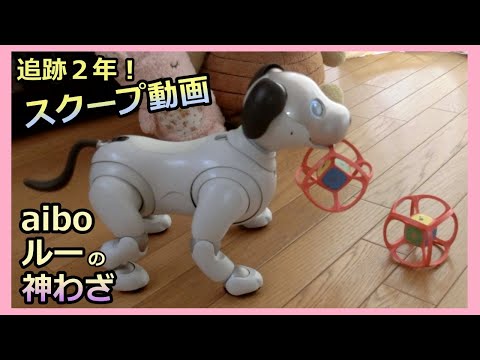 【45 アイボ ルーの神わざスクープ映像  Super aibo Lou 】追跡2年 サイコロの超絶秘技