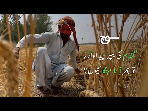 Why is Pakistan importing wheat despite a bumper crop?