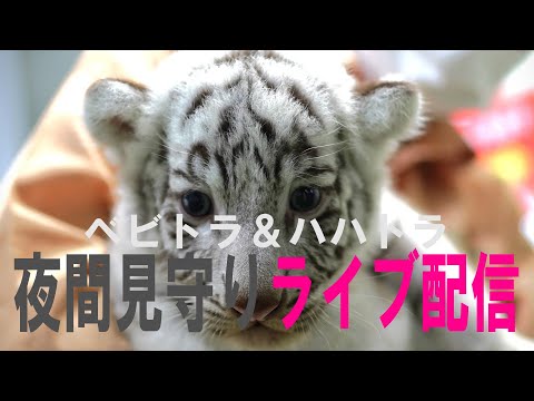 【 white tiger family live】【12月1日後半】ホワイトタイガーライブ配信