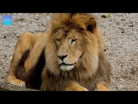 Quiet Classroom Music For Children - Lions - Quiet relaxing music for kindergarten