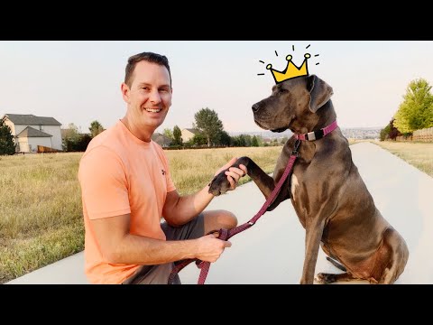 Enjoy SAFER walks with your Great Dane! | Great Dane Care