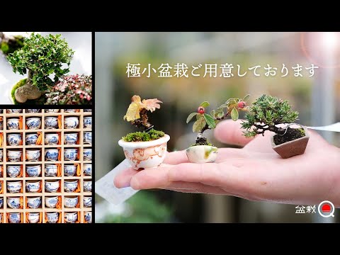 Introducing Kirakukai products, seedlings, and featured products! Bonsai Ohno Festival [Bonsai Q]