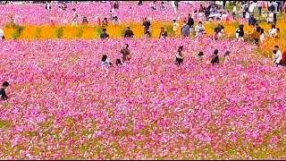 4K【コスモス満開/兵庫県小野市 ひまわりの丘公園/2024】10/20(日)☆約400万本