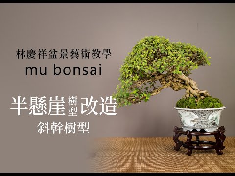 春∣半懸崖風飄刺蔥 改造為斜幹樹型 ◤林慶祥盆景藝術教學◢ Bonsai in Taiwan