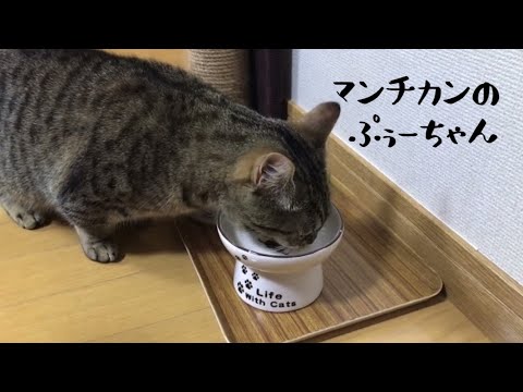 【水分補給音が素敵な猫】