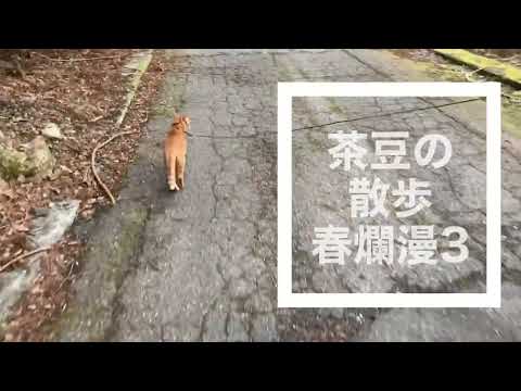 猫が満開のマメザクラの下散歩, 猫と散歩する動画,散歩のお供,猫と一緒に散歩,猫が散歩する動画,散歩猫,茶豆の散歩,森猫,茶トラ猫,No.38-茶豆の散歩春爛漫3 @bokuchamame