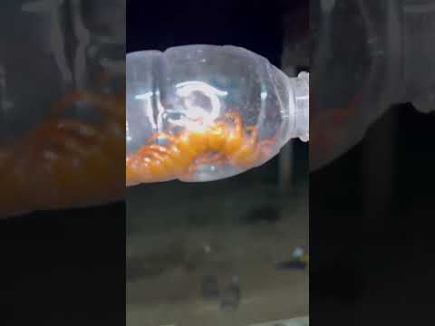 Giant Centipede ตะขาบยักษ์ ออกหากินช่วงกลางคืน โปรดระมัดระวัง !!